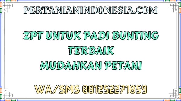ZPT Untuk Padi Bunting Terbaik Mudahkan Petani